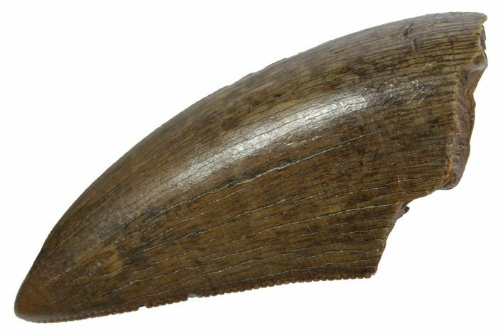 Serrated, Tyrannosaur (Nanotyrannus) Tooth - Montana #350426